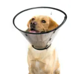 MDC Elizabethan Collar - Clear