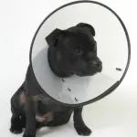MDC Elizabethan Collar - Clear