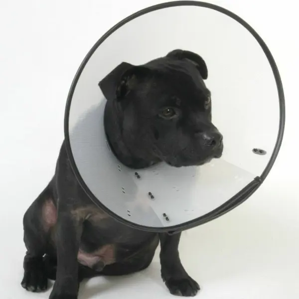 MDC Elizabethan Collar - Clear