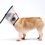 MDC Elizabethan Collar - Clear