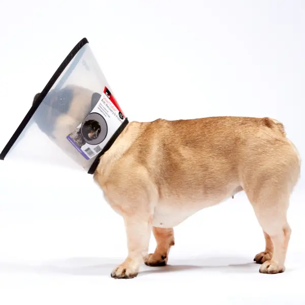 MDC Elizabethan Collar - Clear