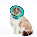 MDC Elizabethan Collar - Clear