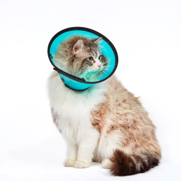 MDC Elizabethan Collar - Clear