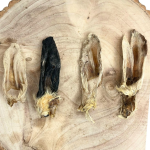 Hairy Lamb Ears