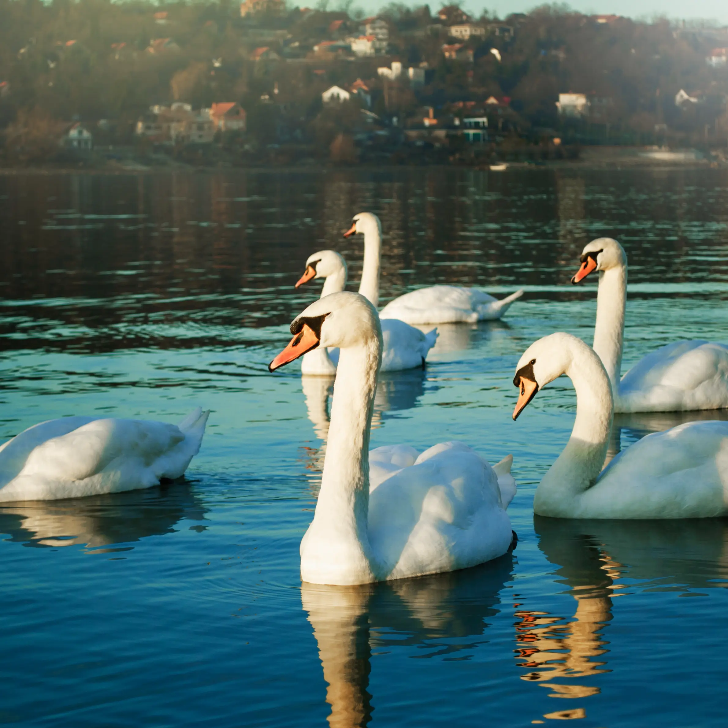 Wildlife
