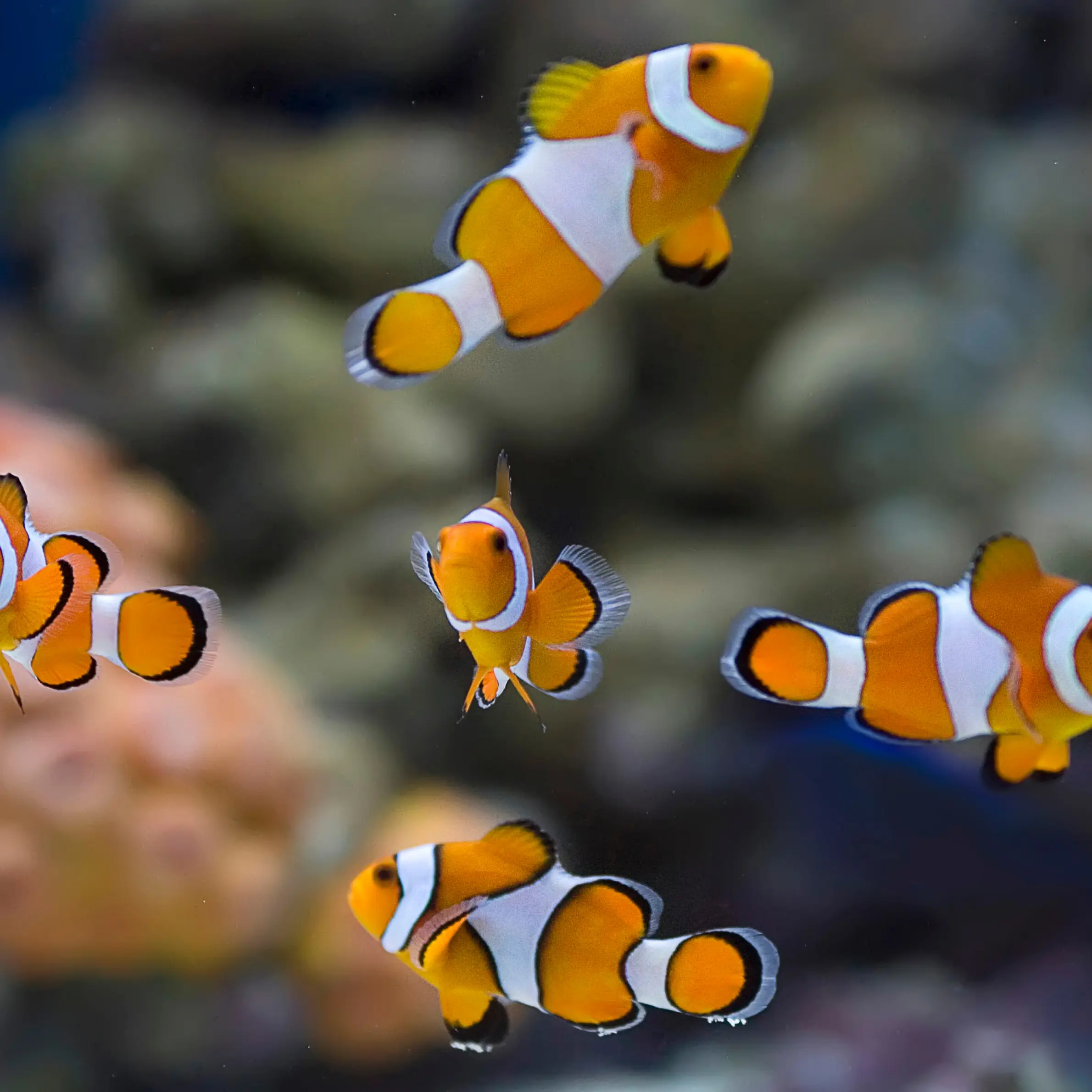 Fish