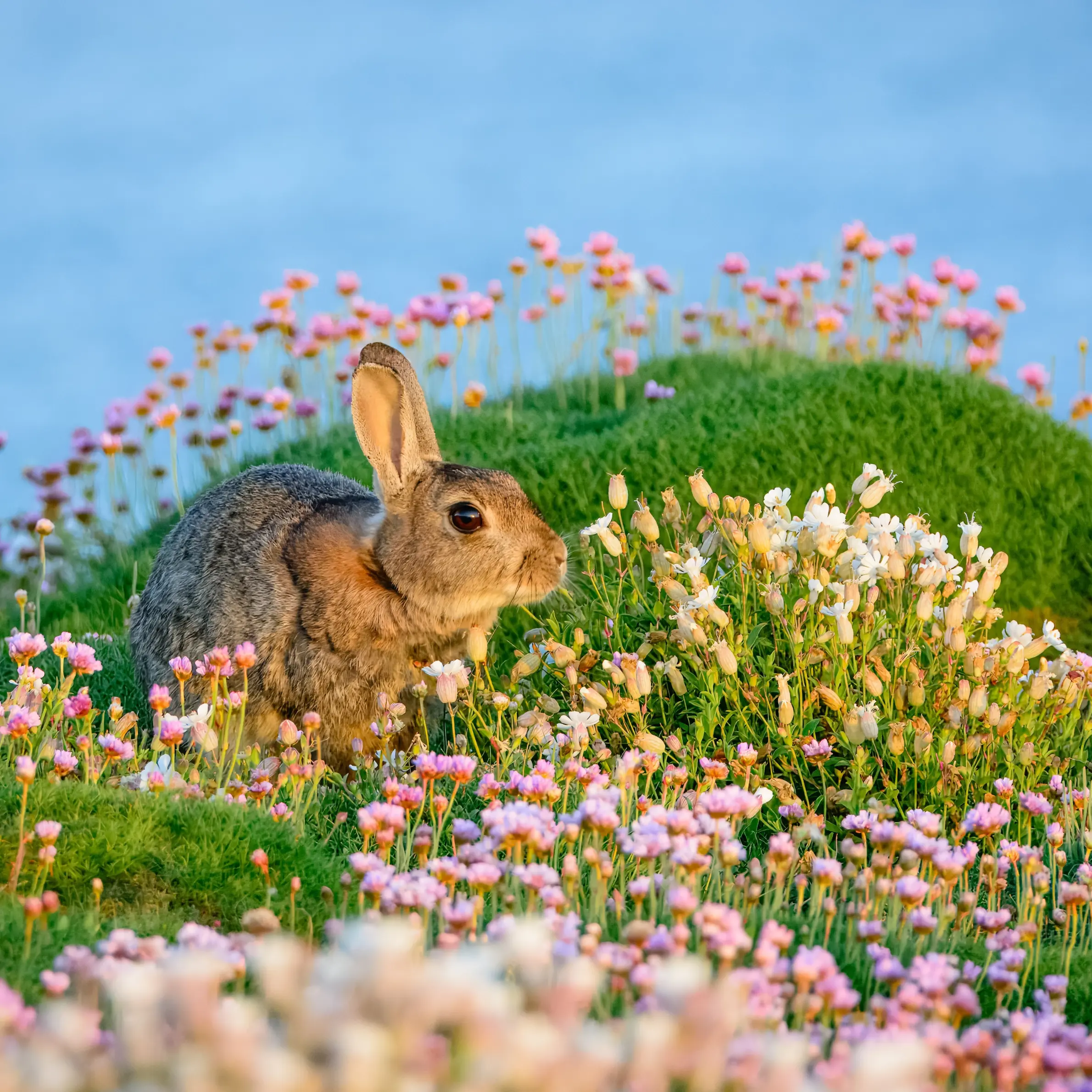 Small Animal