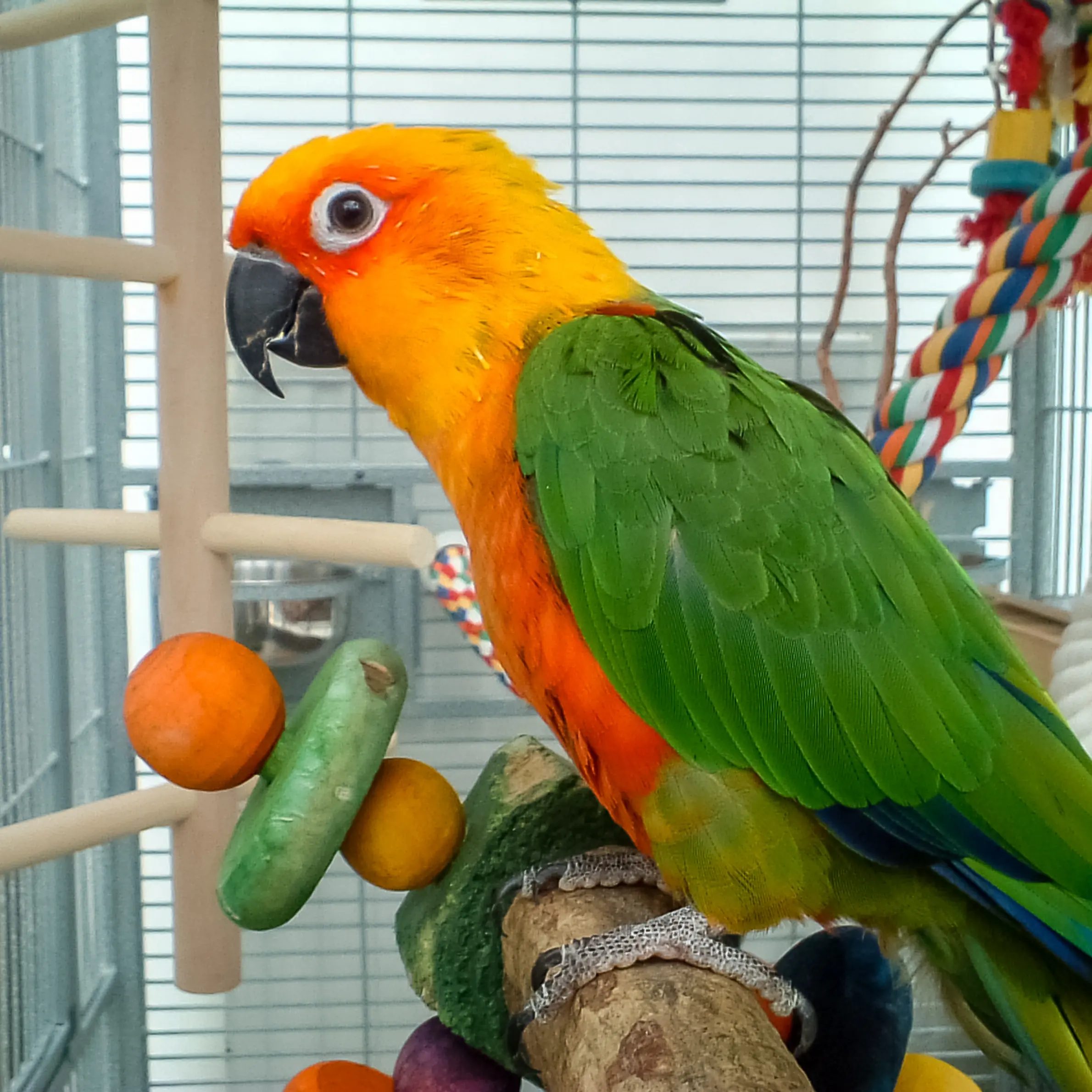 Birds
