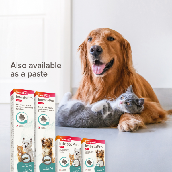 Beaphar IntestoPro - Medium & Large Dogs (over 20kg)