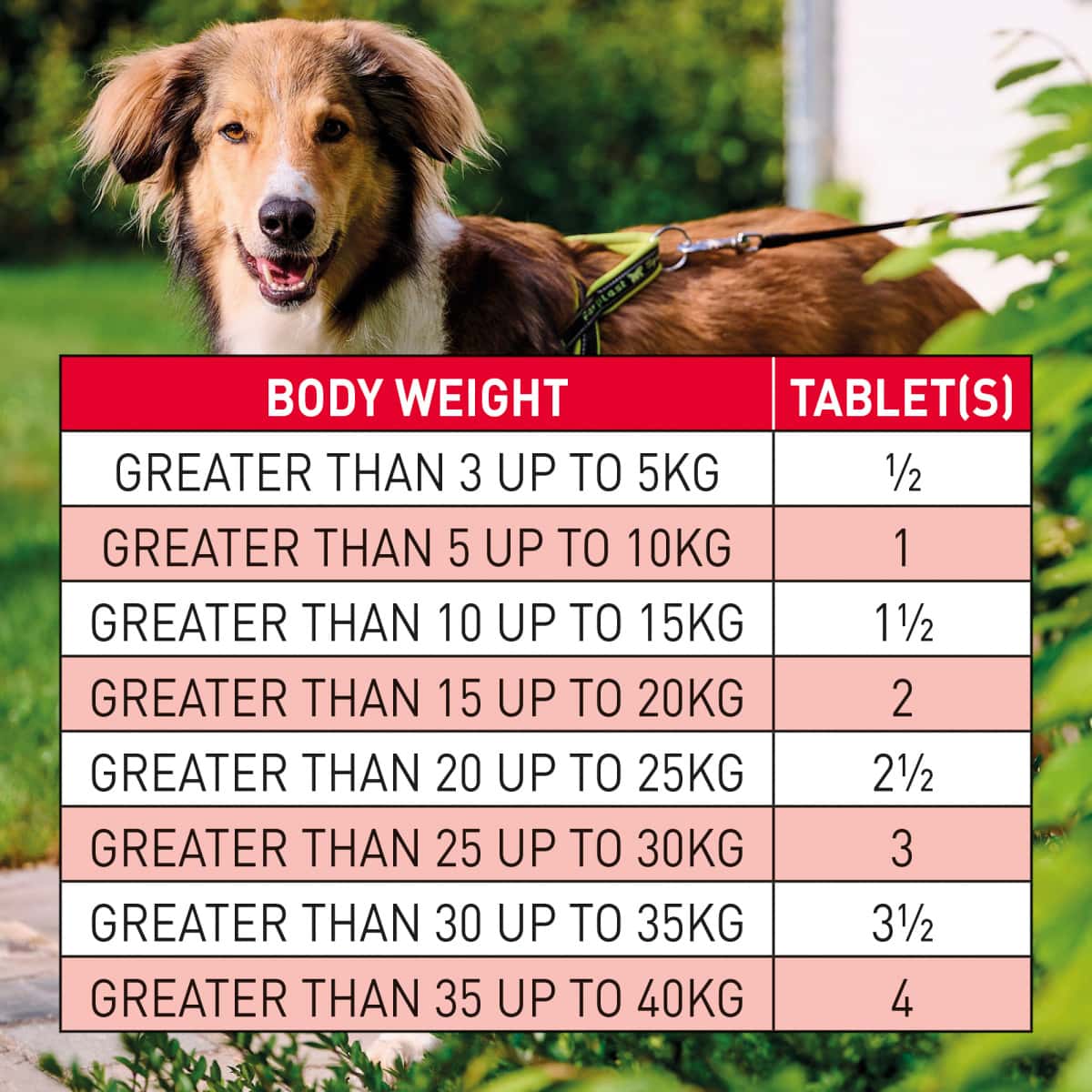 Beaphar Wormclear Dogs - 40kg (4 Tablets) Main Image