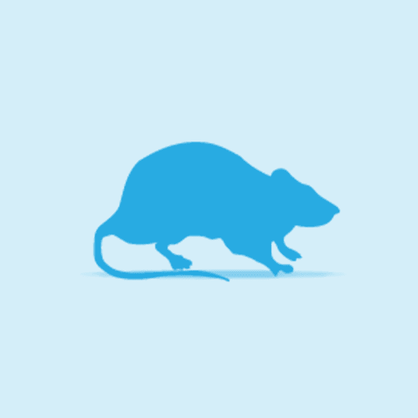Rat Weaner 20 – 25g – Pawfect Supplies Ltd Product Image
