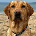 Ancol Made From Collar - Candy Stripe Navy - Image 3