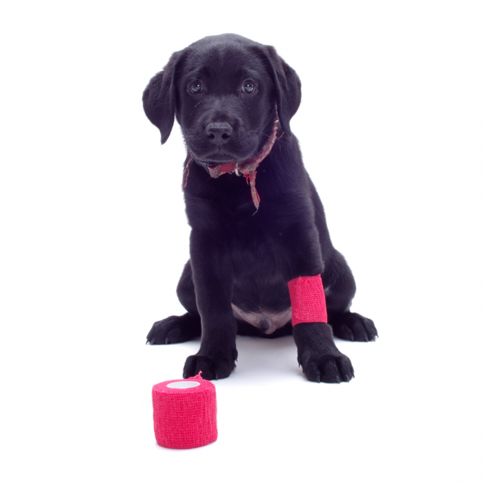 Assorted Vet Wrap Bandages Main Image