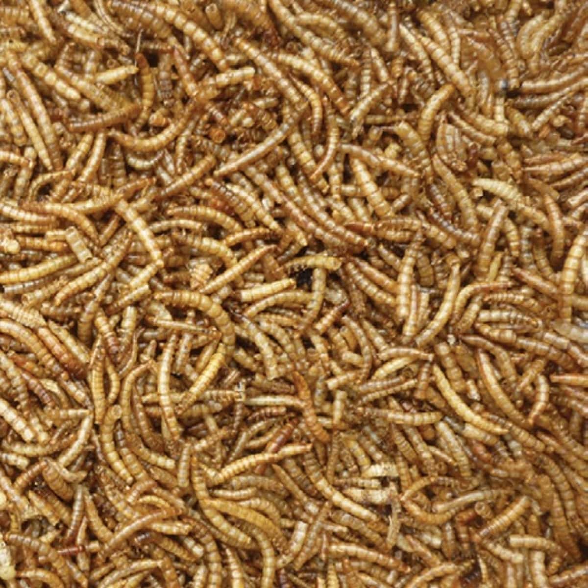 Supa Dried Mealworms 500ml Main Image